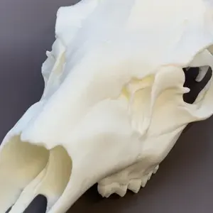 European-style Whitetail Buck Mount (3.25" spread)